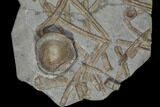Plate Of Fossil Ichthyosaur Ribs & Vertebrae - Germany #114206-1